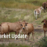 Why livestock performance drives property value