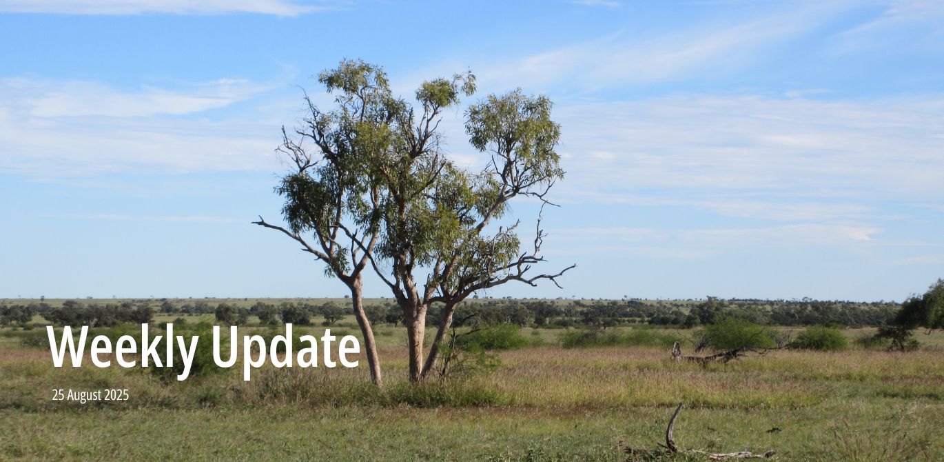 Weekly Market Update – week commencing 25 August 2025